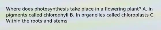 Where does photosynthesis take place in a flowering plant? A. In pigments called chlorophyll B. In organelles called chloroplasts C. Within the roots and stems