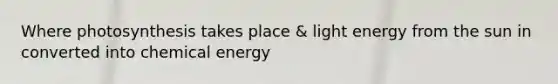 Where photosynthesis takes place & light energy from the sun in converted into chemical energy