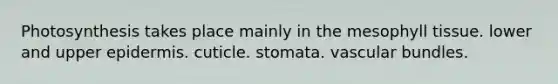 Photosynthesis takes place mainly in the mesophyll tissue. lower and upper epidermis. cuticle. stomata. vascular bundles.