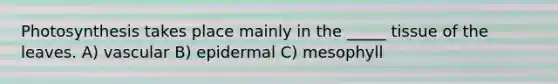 Photosynthesis takes place mainly in the _____ tissue of the leaves. A) vascular B) epidermal C) mesophyll