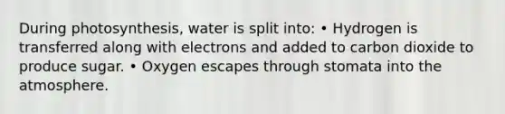 During photosynthesis, water is split into: • Hydrogen is transferred along with electrons and added to carbon dioxide to produce sugar. • Oxygen escapes through stomata into the atmosphere.