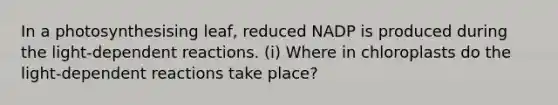 In a photosynthesising leaf, reduced NADP is produced during the light-dependent reactions. (i) Where in chloroplasts do the light-dependent reactions take place?