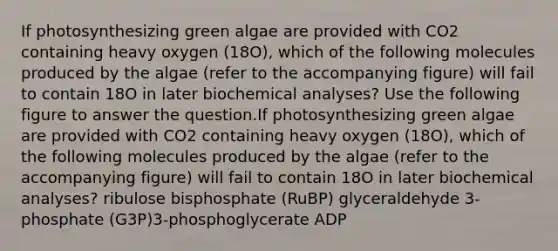 If photosynthesizing green algae are provided with CO2 containing heavy oxygen (18O), which of the following molecules produced by the algae (refer to the accompanying figure) will fail to contain 18O in later biochemical analyses? Use the following figure to answer the question.If photosynthesizing green algae are provided with CO2 containing heavy oxygen (18O), which of the following molecules produced by the algae (refer to the accompanying figure) will fail to contain 18O in later biochemical analyses? ribulose bisphosphate (RuBP) glyceraldehyde 3-phosphate (G3P)3-phosphoglycerate ADP