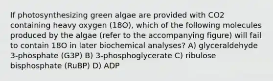 If photosynthesizing green algae are provided with CO2 containing heavy oxygen (18O), which of the following molecules produced by the algae (refer to the accompanying figure) will fail to contain 18O in later biochemical analyses? A) glyceraldehyde 3-phosphate (G3P) B) 3-phosphoglycerate C) ribulose bisphosphate (RuBP) D) ADP