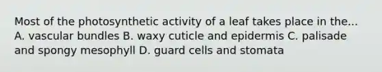 Most of the photosynthetic activity of a leaf takes place in the... A. vascular bundles B. waxy cuticle and epidermis C. palisade and spongy mesophyll D. guard cells and stomata