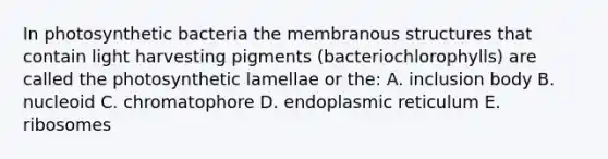 In photosynthetic bacteria the membranous structures that contain light harvesting pigments (bacteriochlorophylls) are called the photosynthetic lamellae or the: A. inclusion body B. nucleoid C. chromatophore D. endoplasmic reticulum E. ribosomes