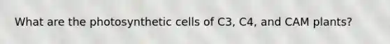 What are the photosynthetic cells of C3, C4, and CAM plants?