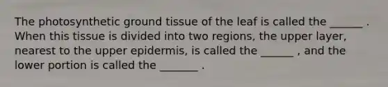 The photosynthetic ground tissue of the leaf is called the ______ . When this tissue is divided into two regions, the upper layer, nearest to the upper epidermis, is called the ______ , and the lower portion is called the _______ .