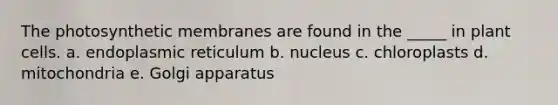 The photosynthetic membranes are found in the _____ in plant cells. a. endoplasmic reticulum b. nucleus c. chloroplasts d. mitochondria e. Golgi apparatus