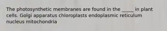 The photosynthetic membranes are found in the _____ in plant cells. Golgi apparatus chloroplasts endoplasmic reticulum nucleus mitochondria