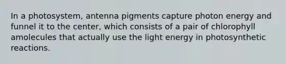 In a photosystem, antenna pigments capture photon energy and funnel it to the center, which consists of a pair of chlorophyll amolecules that actually use the light energy in photosynthetic reactions.