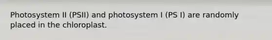 Photosystem II (PSII) and photosystem I (PS I) are randomly placed in the chloroplast.