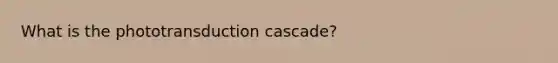 What is the phototransduction cascade?