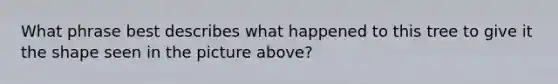 What phrase best describes what happened to this tree to give it the shape seen in the picture above?