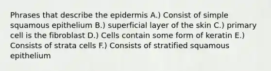 Phrases that describe the epidermis A.) Consist of simple squamous epithelium B.) superficial layer of the skin C.) primary cell is the fibroblast D.) Cells contain some form of keratin E.) Consists of strata cells F.) Consists of stratified squamous epithelium