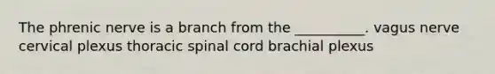 The phrenic nerve is a branch from the __________. vagus nerve cervical plexus thoracic spinal cord brachial plexus