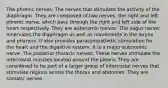 The phrenic nerves: The nerves that stimulate the activity of the diaphragm. They are composed of two nerves, the right and left phrenic nerve, which pass through the right and left side of the heart respectively. They are autonomic nerves. The vagus nerve: Innervates the diaphragm as well as movements in the larynx and pharynx. It also provides parasympathetic stimulation for the heart and the digestive system. It is a major autonomic nerve. The posterior thoracic nerves: These nerves stimulate the intercostal muscles located around the pleura. They are considered to be part of a larger group of intercostal nerves that stimulate regions across the thorax and abdomen. They are somatic nerves