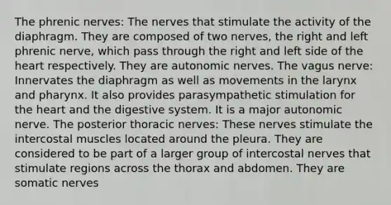 The phrenic nerves: The nerves that stimulate the activity of the diaphragm. They are composed of two nerves, the right and left phrenic nerve, which pass through the right and left side of the heart respectively. They are autonomic nerves. The vagus nerve: Innervates the diaphragm as well as movements in the larynx and pharynx. It also provides parasympathetic stimulation for the heart and the digestive system. It is a major autonomic nerve. The posterior thoracic nerves: These nerves stimulate the intercostal muscles located around the pleura. They are considered to be part of a larger group of intercostal nerves that stimulate regions across the thorax and abdomen. They are somatic nerves