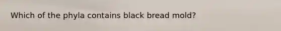 Which of the phyla contains black bread mold?