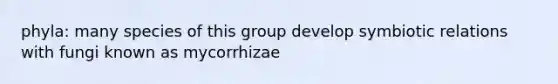 phyla: many species of this group develop symbiotic relations with fungi known as mycorrhizae