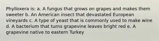 Phylloxera is: a. A fungus that grows on grapes and makes them sweeter b. An American insect that devastated European vineyards c. A type of yeast that is commonly used to make wine d. A bacterium that turns grapevine leaves bright red e. A grapevine native to eastern Turkey