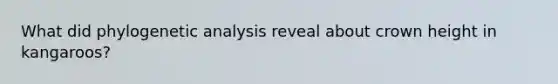 What did phylogenetic analysis reveal about crown height in kangaroos?