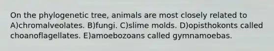 On the phylogenetic tree, animals are most closely related to A)chromalveolates. B)fungi. C)slime molds. D)opisthokonts called choanoflagellates. E)amoebozoans called gymnamoebas.