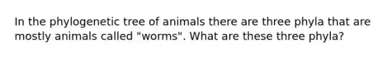 In the phylogenetic tree of animals there are three phyla that are mostly animals called "worms". What are these three phyla?