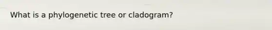 What is a phylogenetic tree or cladogram?