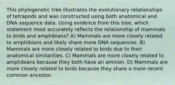 This phylogenetic tree illustrates the evolutionary relationships of tetrapods and was constructed using both anatomical and DNA sequence data. Using evidence from this tree, which statement most accurately reflects the relationship of mammals to birds and amphibians? A) Mammals are more closely related to amphibians and likely share more DNA sequences. B) Mammals are more closely related to birds due to their anatomical similarities. C) Mammals are more closely related to amphibians because they both have an amnion. D) Mammals are more closely related to birds because they share a more recent common ancestor.