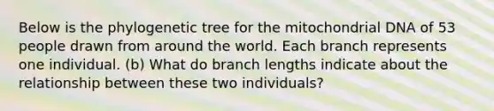 Below is the phylogenetic tree for the mitochondrial DNA of 53 people drawn from around the world. Each branch represents one individual. (b) What do branch lengths indicate about the relationship between these two individuals?