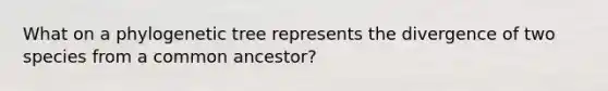 What on a phylogenetic tree represents the divergence of two species from a common ancestor?