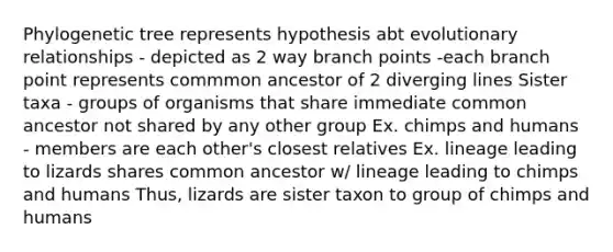 Phylogenetic tree represents hypothesis abt evolutionary relationships - depicted as 2 way branch points -each branch point represents commmon ancestor of 2 diverging lines Sister taxa - groups of organisms that share immediate common ancestor not shared by any other group Ex. chimps and humans - members are each other's closest relatives Ex. lineage leading to lizards shares common ancestor w/ lineage leading to chimps and humans Thus, lizards are sister taxon to group of chimps and humans