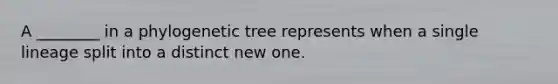 A ________ in a phylogenetic tree represents when a single lineage split into a distinct new one.