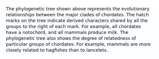 The phylogenetic tree shown above represents the evolutionary relationships between the major clades of chordates. The hatch marks on the tree indicate derived characters shared by all the groups to the right of each mark. For example, all chordates have a notochord, and all mammals produce milk. The phylogenetic tree also shows the degree of relatedness of particular groups of chordates. For example, mammals are more closely related to hagfishes than to lancelets.