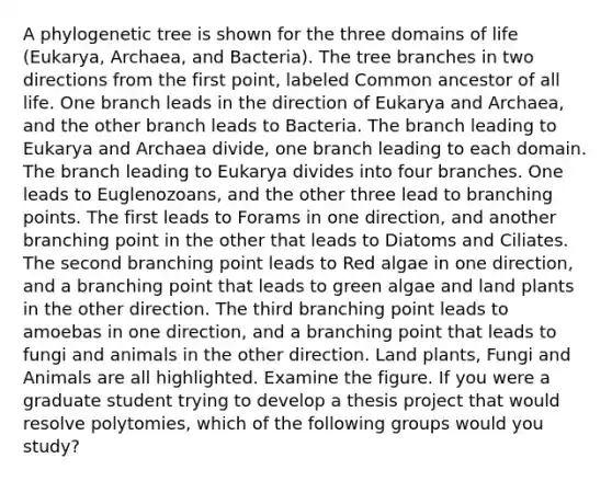 A phylogenetic tree is shown for the three domains of life (Eukarya, Archaea, and Bacteria). The tree branches in two directions from the first point, labeled Common ancestor of all life. One branch leads in the direction of Eukarya and Archaea, and the other branch leads to Bacteria. The branch leading to Eukarya and Archaea divide, one branch leading to each domain. The branch leading to Eukarya divides into four branches. One leads to Euglenozoans, and the other three lead to branching points. The first leads to Forams in one direction, and another branching point in the other that leads to Diatoms and Ciliates. The second branching point leads to Red algae in one direction, and a branching point that leads to green algae and land plants in the other direction. The third branching point leads to amoebas in one direction, and a branching point that leads to fungi and animals in the other direction. Land plants, Fungi and Animals are all highlighted. Examine the figure. If you were a graduate student trying to develop a thesis project that would resolve polytomies, which of the following groups would you study?