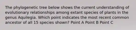 The phylogenetic tree below shows the current understanding of evolutionary relationships among extant species of plants in the genus Aquilegia. Which point indicates the most recent common ancestor of all 15 species shown? Point A Point B Point C