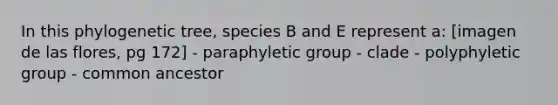 In this phylogenetic tree, species B and E represent a: [imagen de las flores, pg 172] - paraphyletic group - clade - polyphyletic group - common ancestor