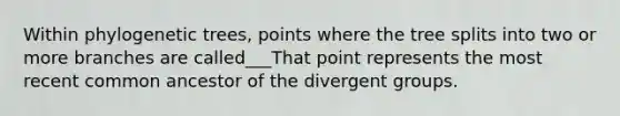 Within phylogenetic trees, points where the tree splits into two or more branches are called___That point represents the most recent common ancestor of the divergent groups.