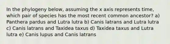 In the phylogeny below, assuming the x axis represents time, which pair of species has the most recent common ancestor? a) Panthera pardus and Lutra lutra b) Canis latrans and Lutra lutra c) Canis latrans and Taxidea taxus d) Taxidea taxus and Lutra lutra e) Canis lupus and Canis latrans