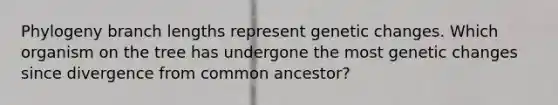 Phylogeny branch lengths represent genetic changes. Which organism on the tree has undergone the most genetic changes since divergence from common ancestor?