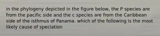 in the phylogeny depicted in the figure below, the P species are from the pacific side and the c species are from the Caribbean side of the isthmus of Panama. which of the following is the most likely cause of speciation