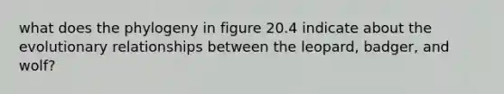 what does the phylogeny in figure 20.4 indicate about the evolutionary relationships between the leopard, badger, and wolf?