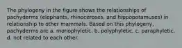 The phylogeny in the figure shows the relationships of pachyderms (elephants, rhinoceroses, and hippopotamuses) in relationship to other mammals. Based on this phylogeny, pachyderms are a. monophyletic. b. polyphyletic. c. paraphyletic. d. not related to each other.