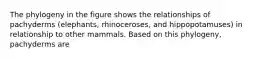 The phylogeny in the figure shows the relationships of pachyderms (elephants, rhinoceroses, and hippopotamuses) in relationship to other mammals. Based on this phylogeny, pachyderms are