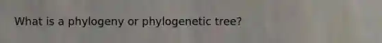 What is a phylogeny or phylogenetic tree?