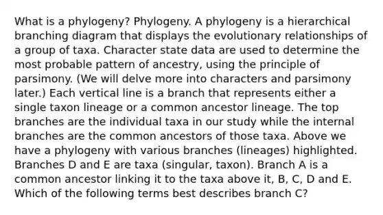 What is a phylogeny? Phylogeny. A phylogeny is a hierarchical branching diagram that displays the evolutionary relationships of a group of taxa. Character state data are used to determine the most probable pattern of ancestry, using the principle of parsimony. (We will delve more into characters and parsimony later.) Each vertical line is a branch that represents either a single taxon lineage or a common ancestor lineage. The top branches are the individual taxa in our study while the internal branches are the common ancestors of those taxa. Above we have a phylogeny with various branches (lineages) highlighted. Branches D and E are taxa (singular, taxon). Branch A is a common ancestor linking it to the taxa above it, B, C, D and E. Which of the following terms best describes branch C?