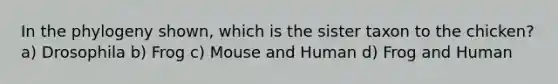 In the phylogeny shown, which is the sister taxon to the chicken? a) Drosophila b) Frog c) Mouse and Human d) Frog and Human
