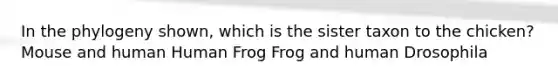 In the phylogeny shown, which is the sister taxon to the chicken? Mouse and human Human Frog Frog and human Drosophila