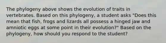 The phylogeny above shows the evolution of traits in vertebrates. Based on this phylogeny, a student asks "Does this mean that fish, frogs and lizards all possess a hinged jaw and amniotic eggs at some point in their evolution?" Based on the phylogeny, how should you respond to the student?